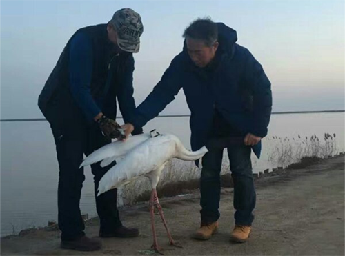 itb8888通博,湖南野生动物追踪,湖南卫星追踪器,湖南追踪器