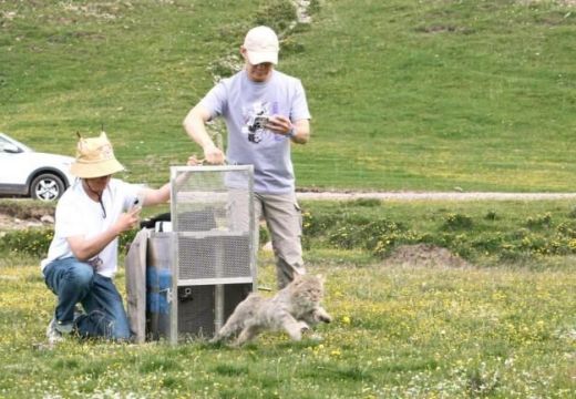 itb8888通博,湖南野生动物追踪,湖南卫星追踪器,湖南追踪器